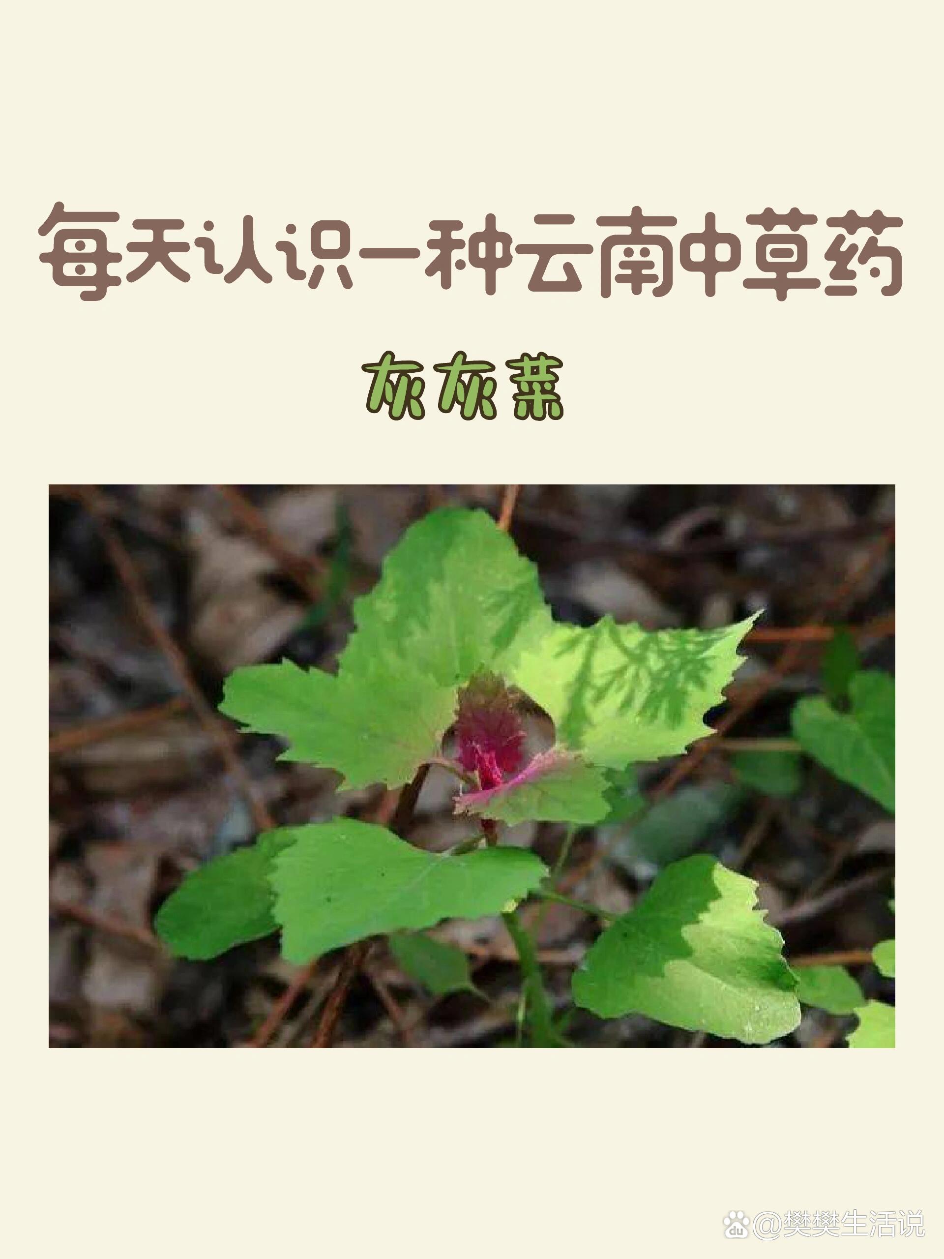 只能晚上吃的野菜