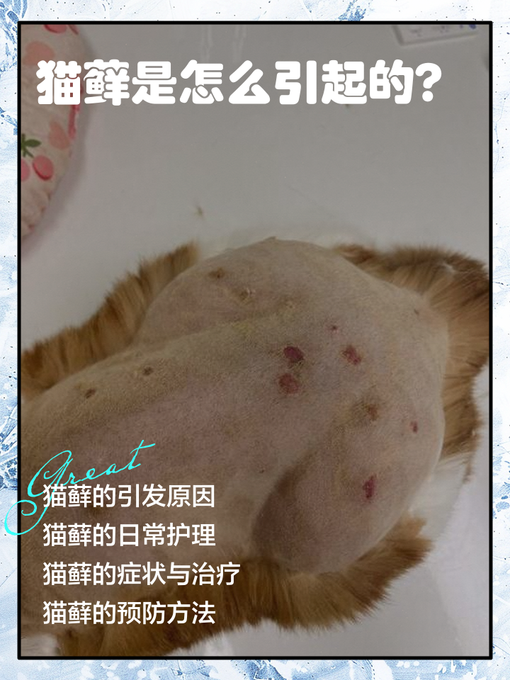 猫藓是怎么引起的