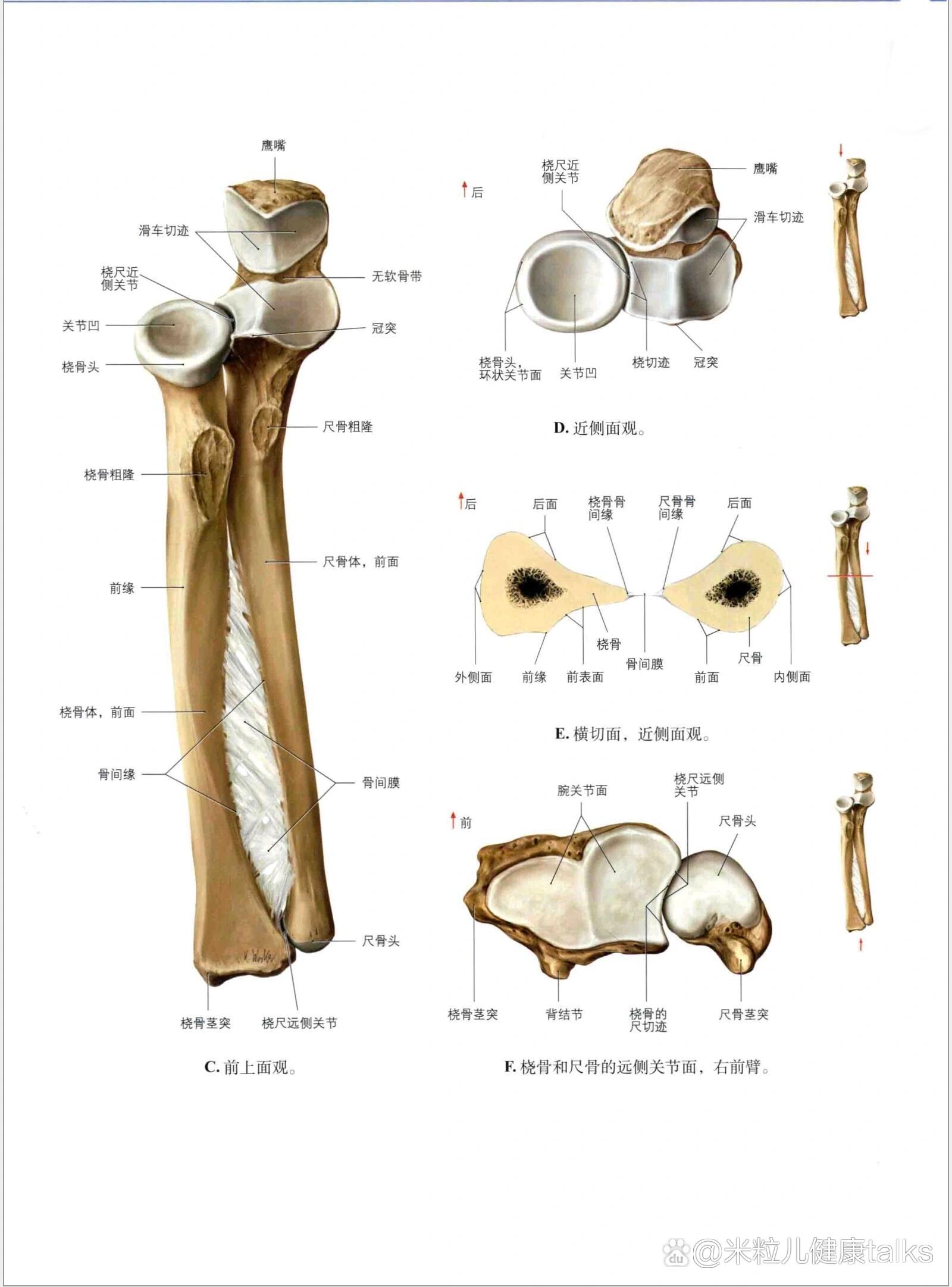 尺桡骨解剖结构图图片