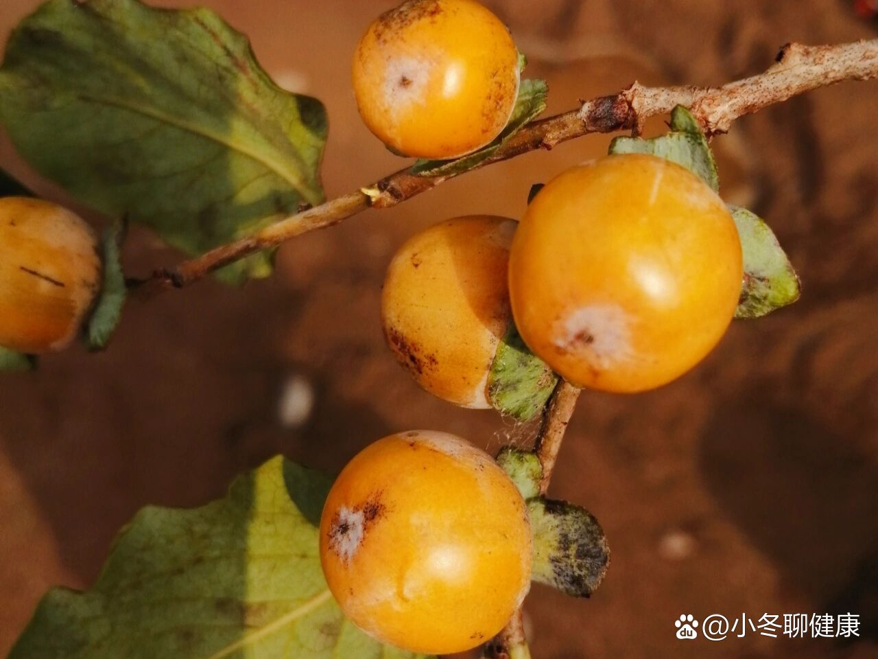 明明是野生小柿子,同伴非说是黑枣