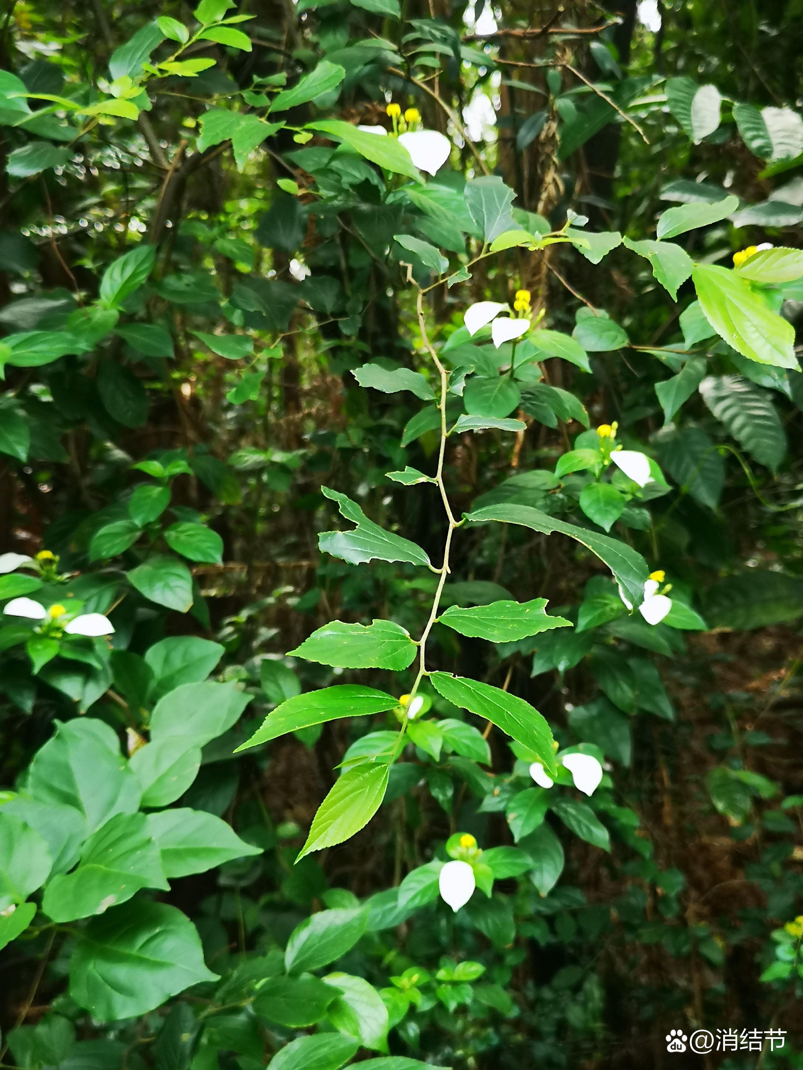 91绿色植被中的淡雅花卉,仿佛是大自然的诗行,诉说着宁静与和谐.