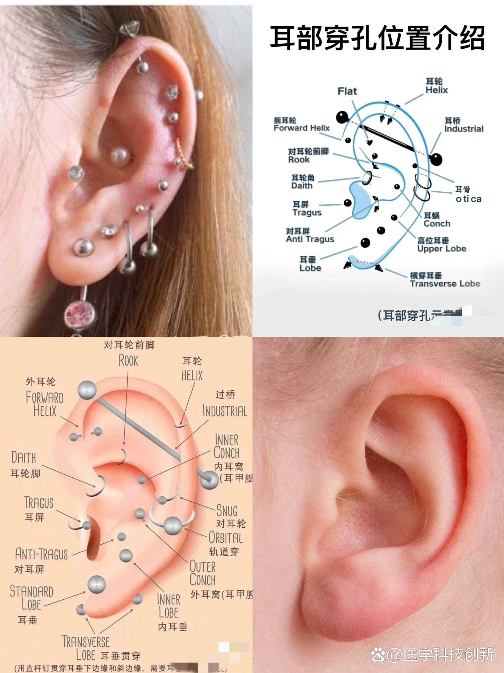 耳软骨上打耳洞位置图图片