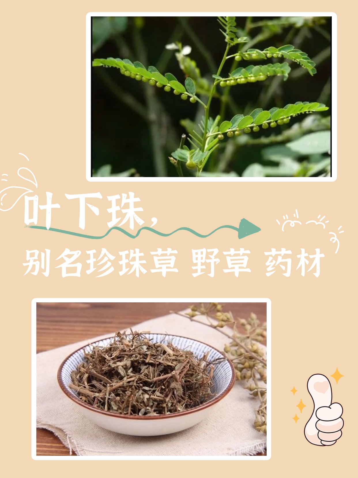 【中医中药】分享叶下珠草药的功效与作用!