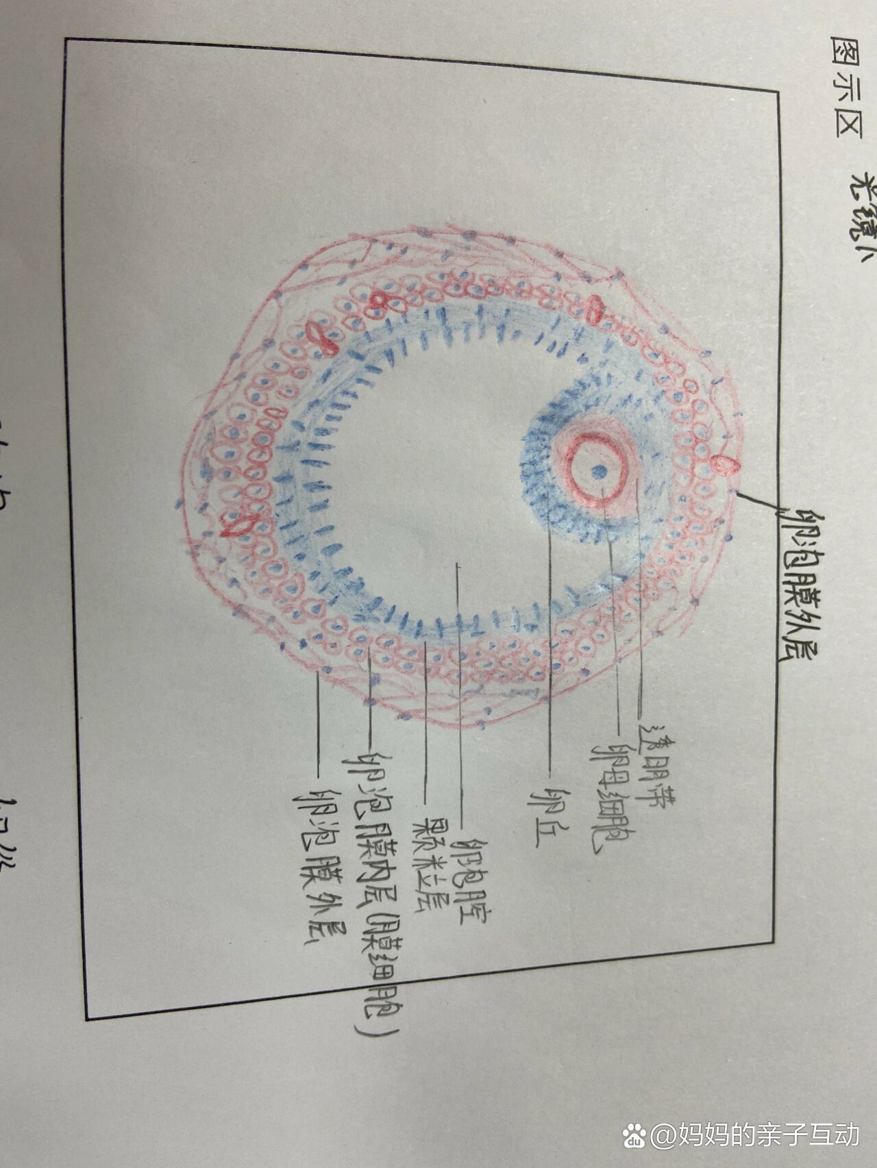 次级卵泡光镜下次级卵泡的结构特点