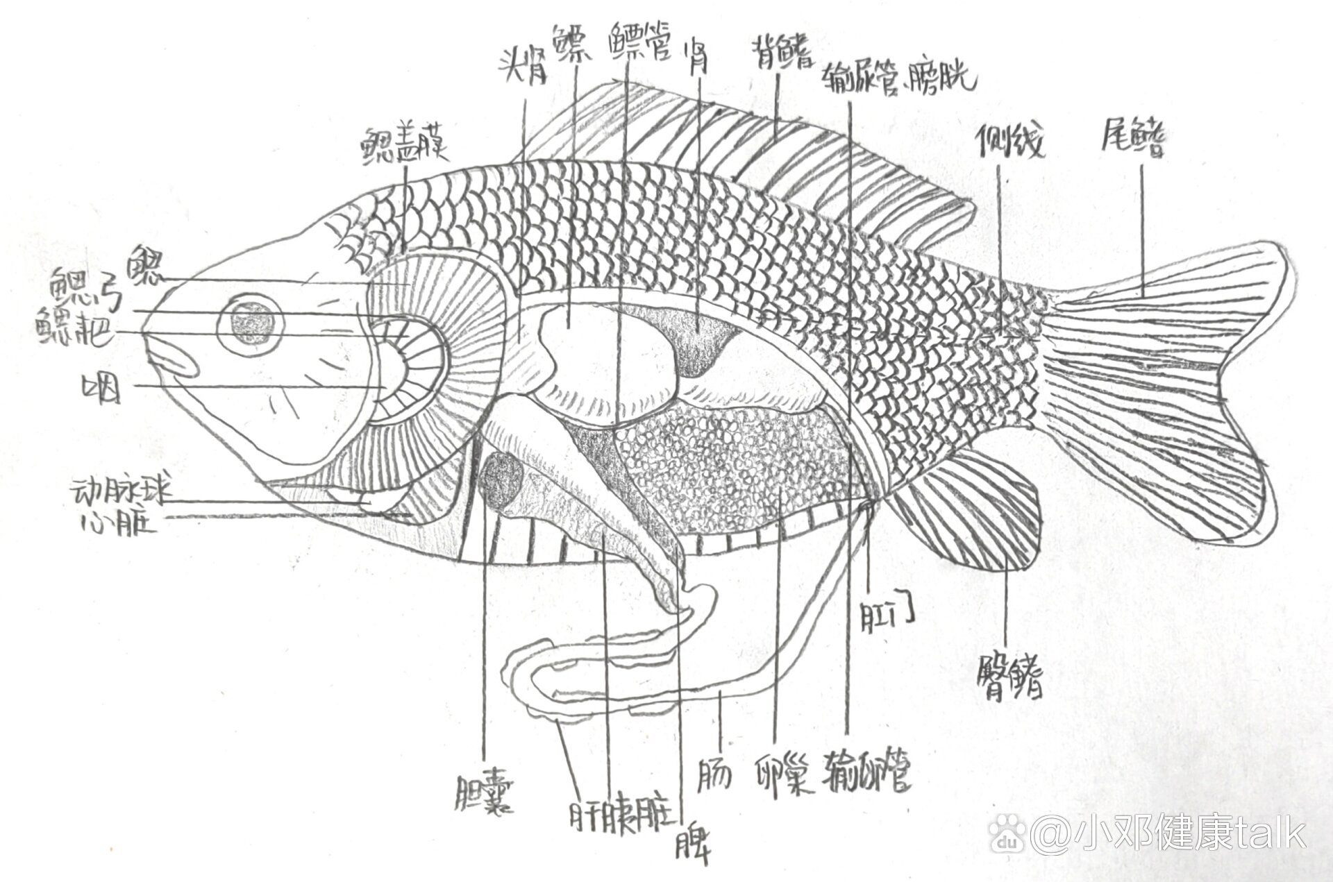 鲫鱼头部解剖图图片
