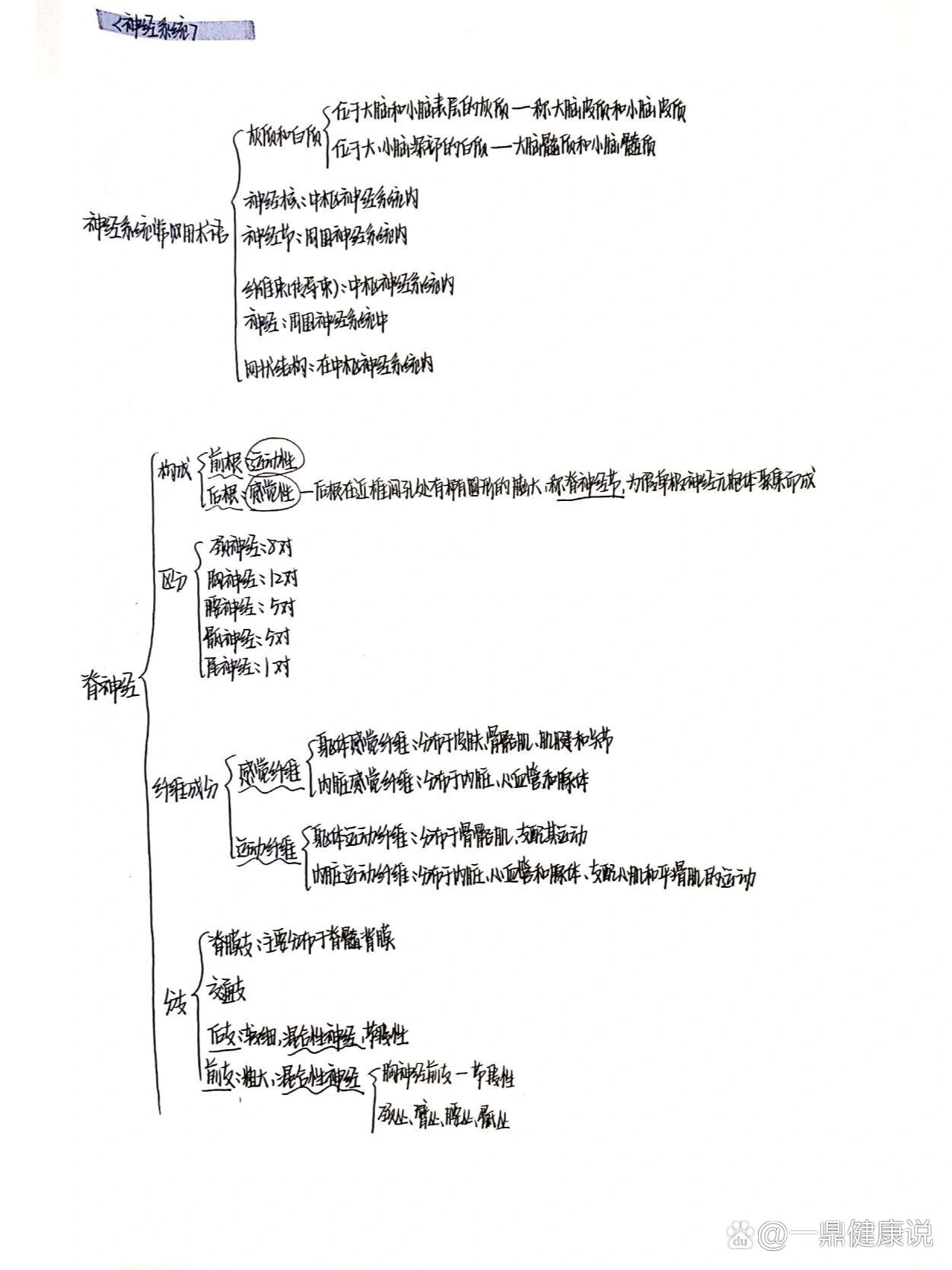 人体神经系统思维导图图片