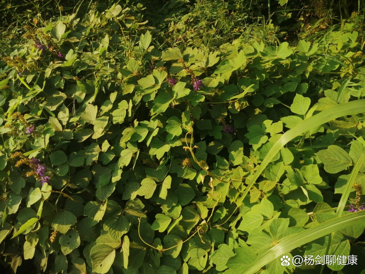 药食同源植物葛藤(葛根)