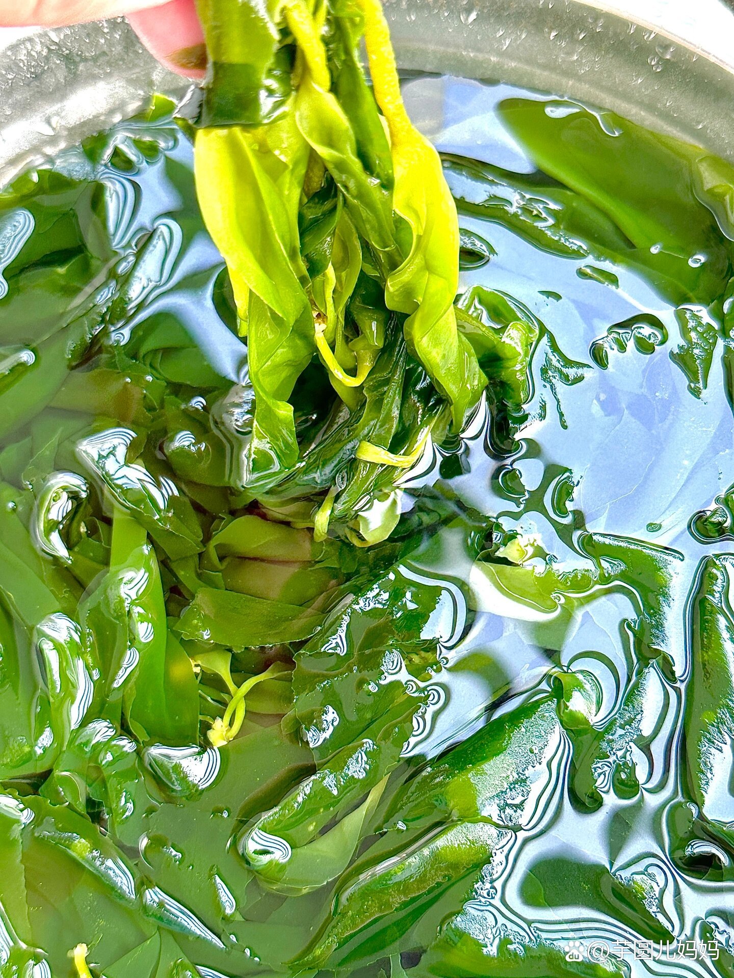 减脂期必吃的海带苗,靠它瘦了20斤