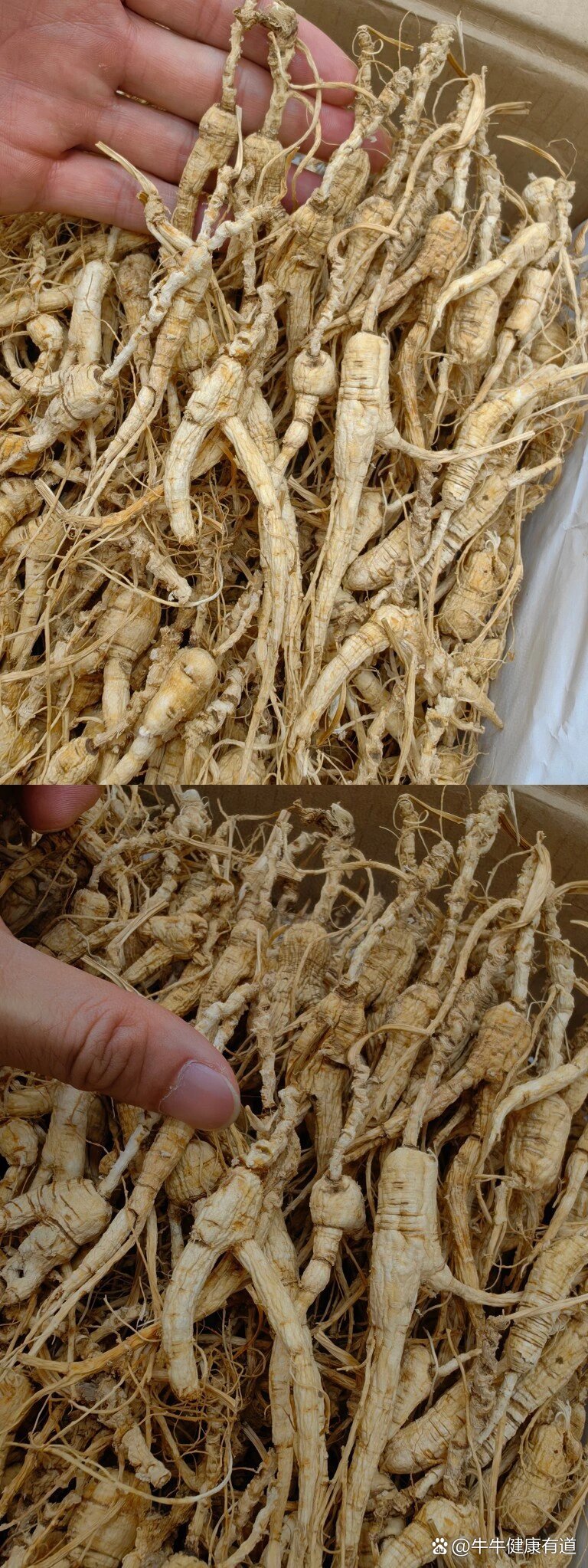 【十七年人参】长白山产地林下参,野生环境种植,某宝京东一斤4000