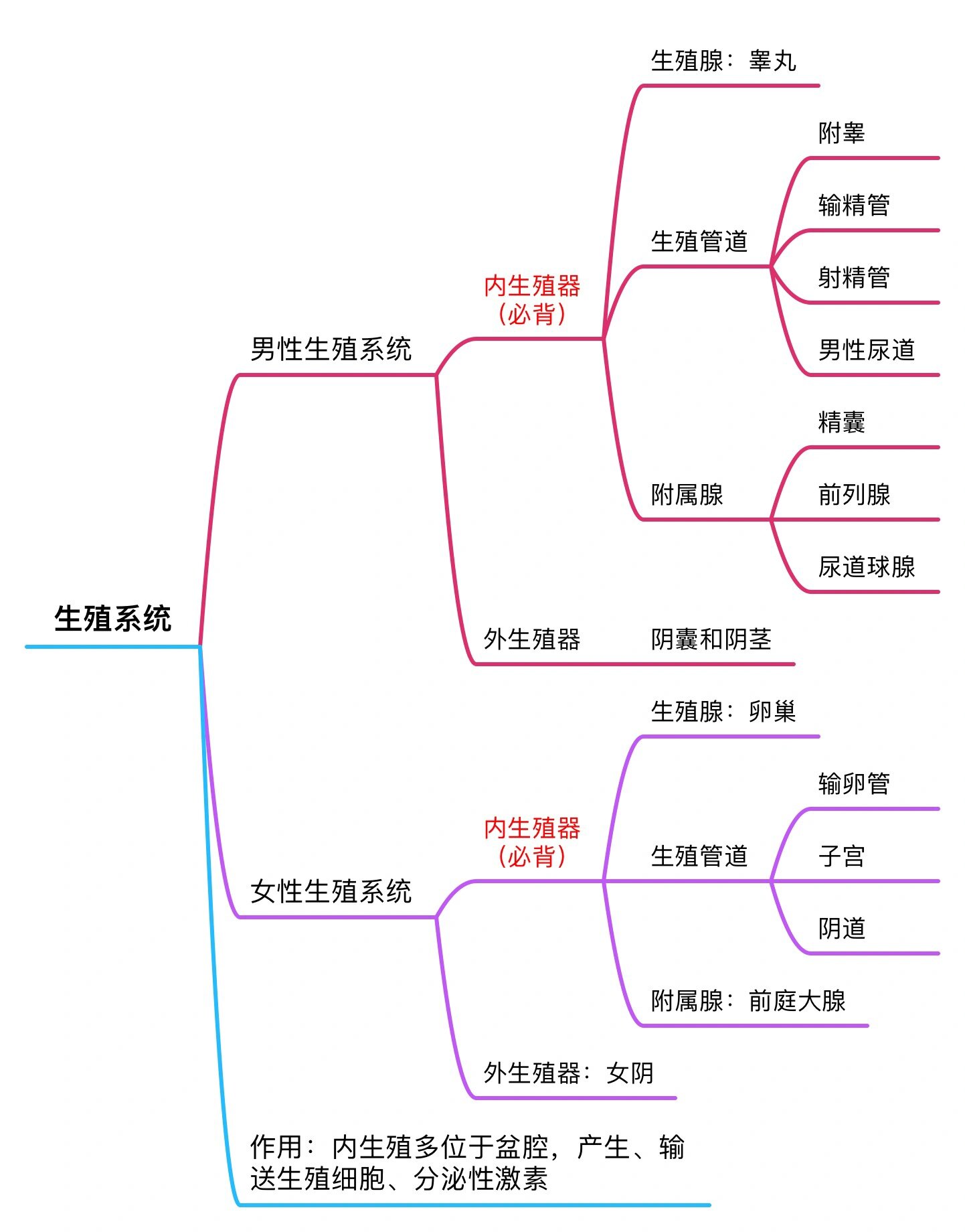 生殖系统思维导图来咯
