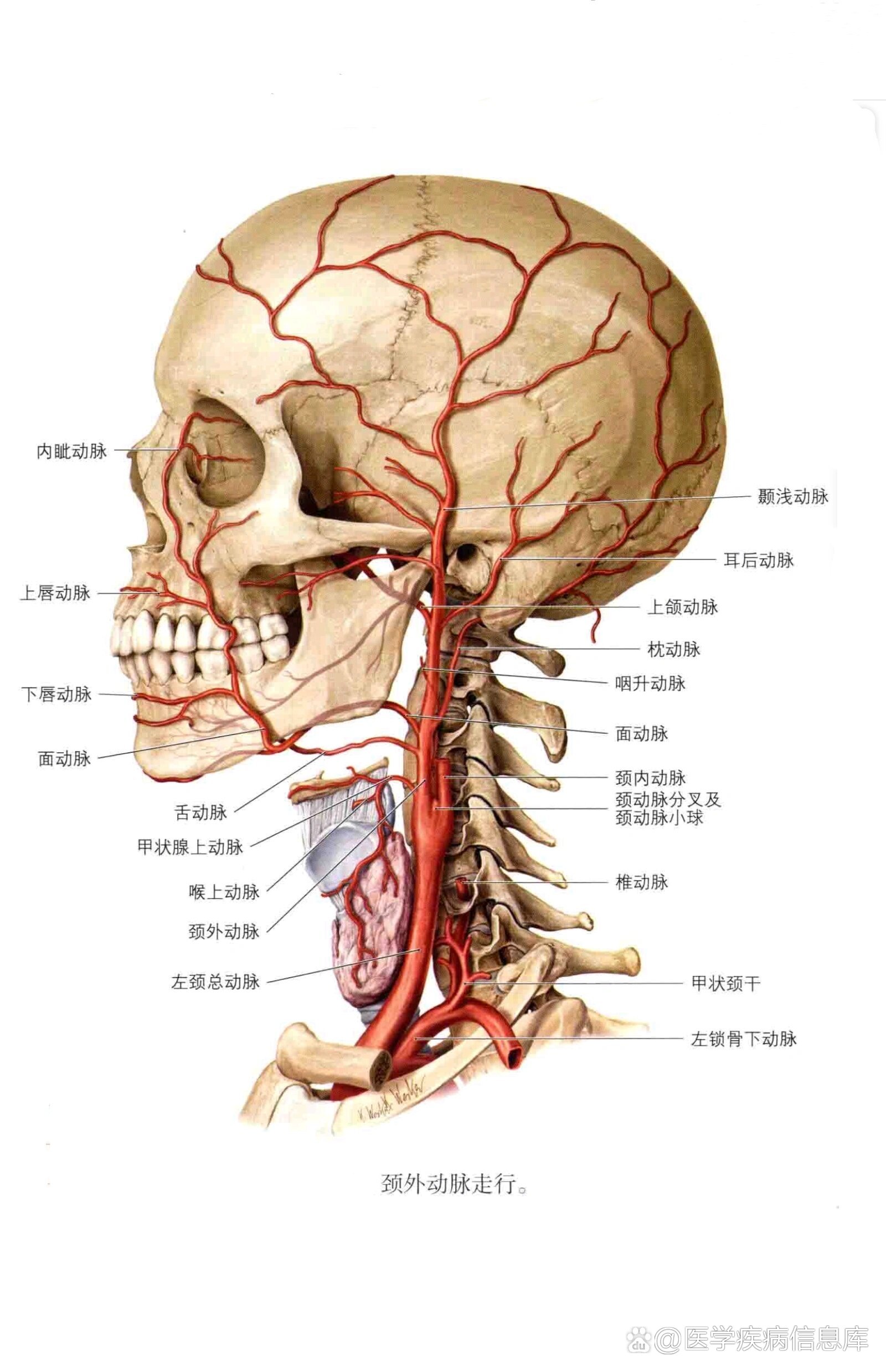 颞浅动脉图片图片