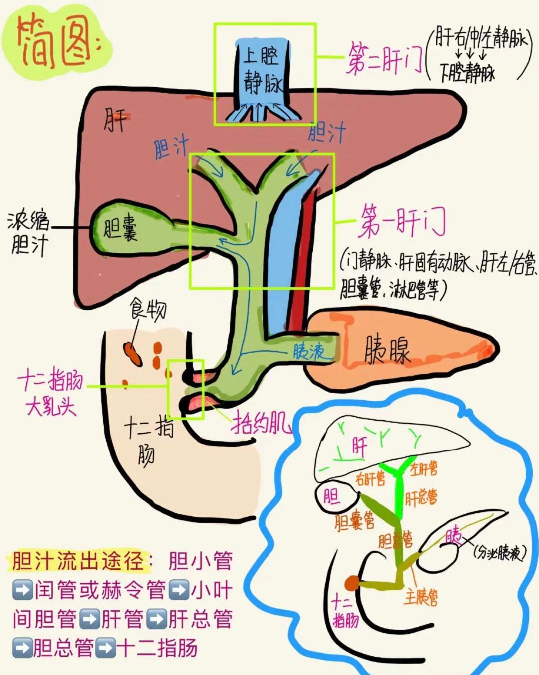 📚肝胆胰解剖图详解
