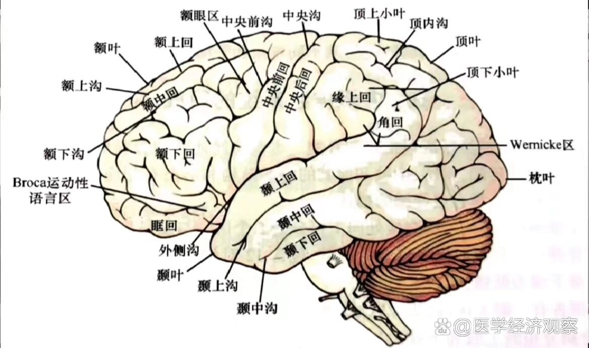 大脑皮质的功能定位图图片