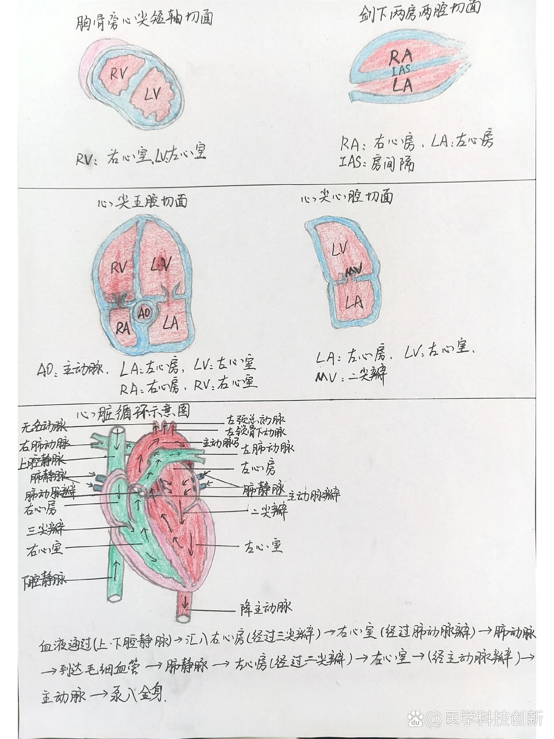 p 手绘心脏正常切面和循环图 br 作为一个爱画画超人来说