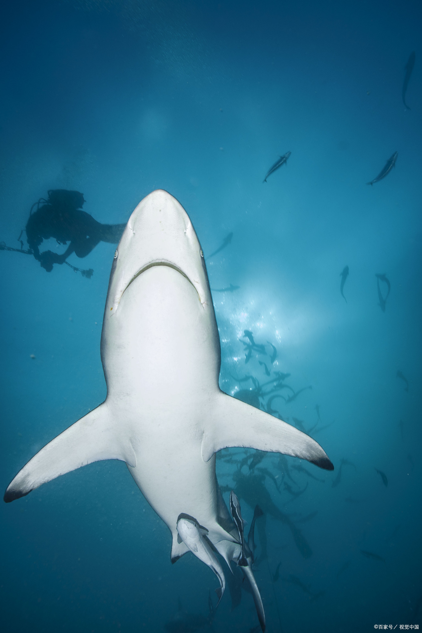 鲨鱼到底有没有鱼鳔？