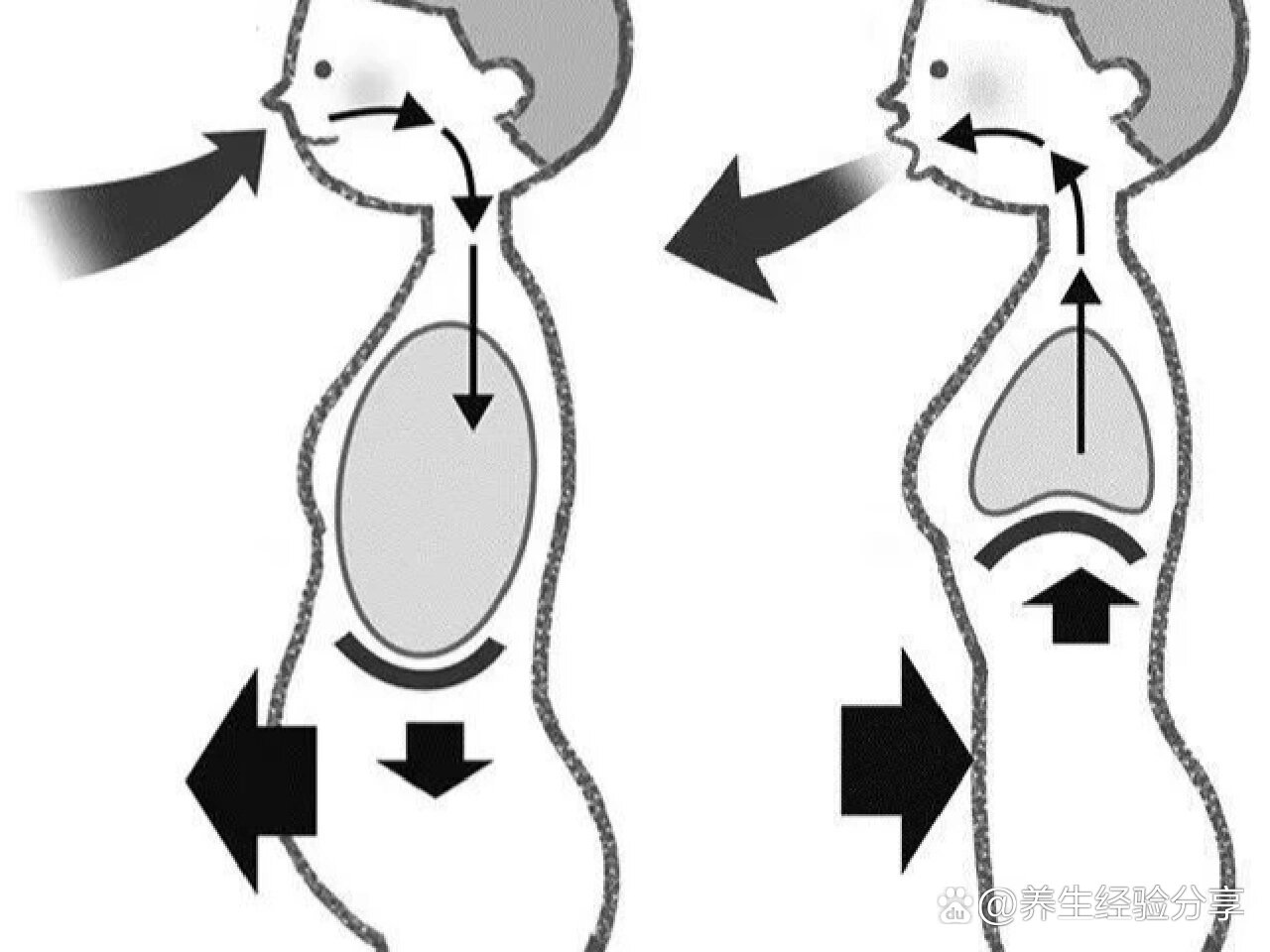 腹式呼吸法图解图片