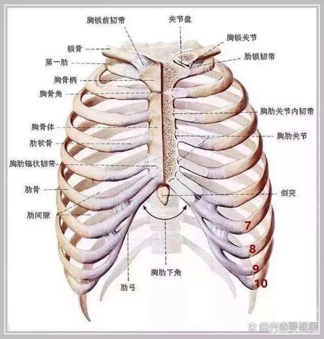 左肋疼痛位置图图片图片