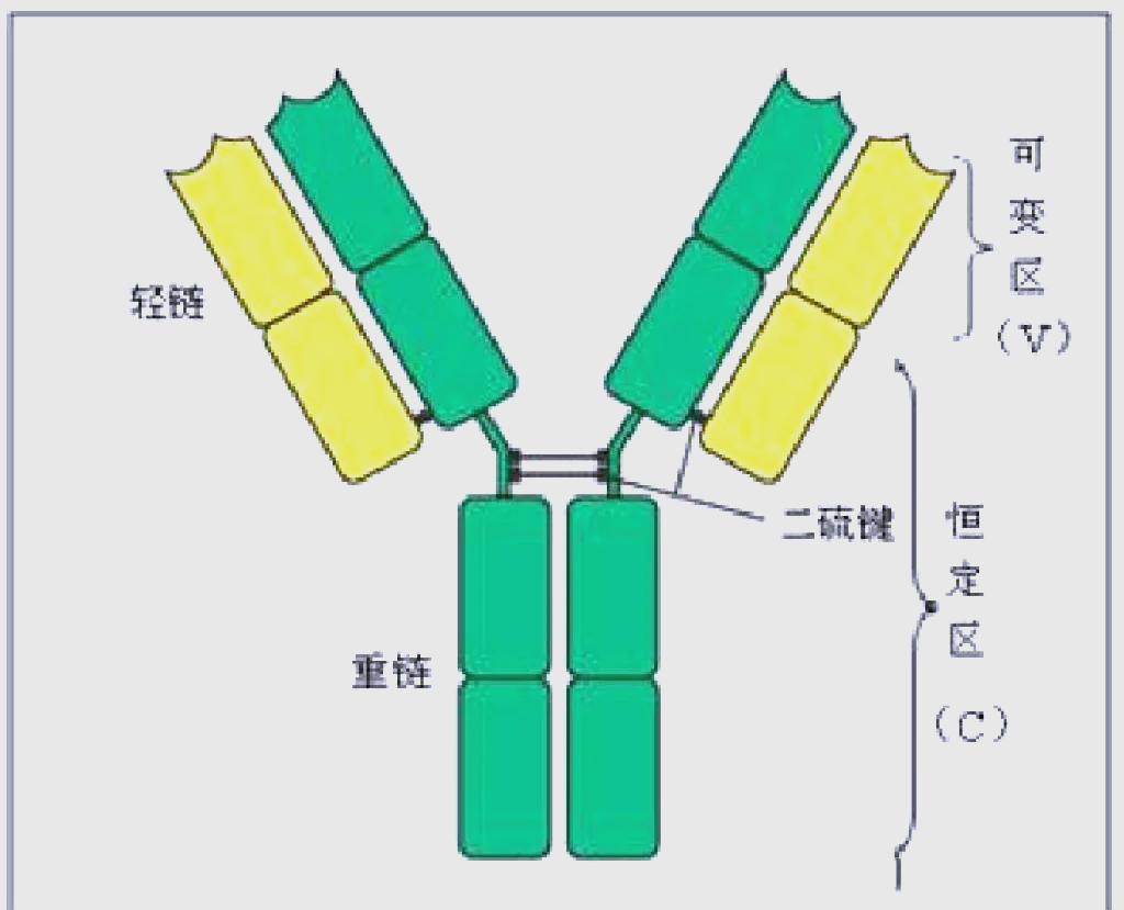 免疫组化：一抗二抗的秘密