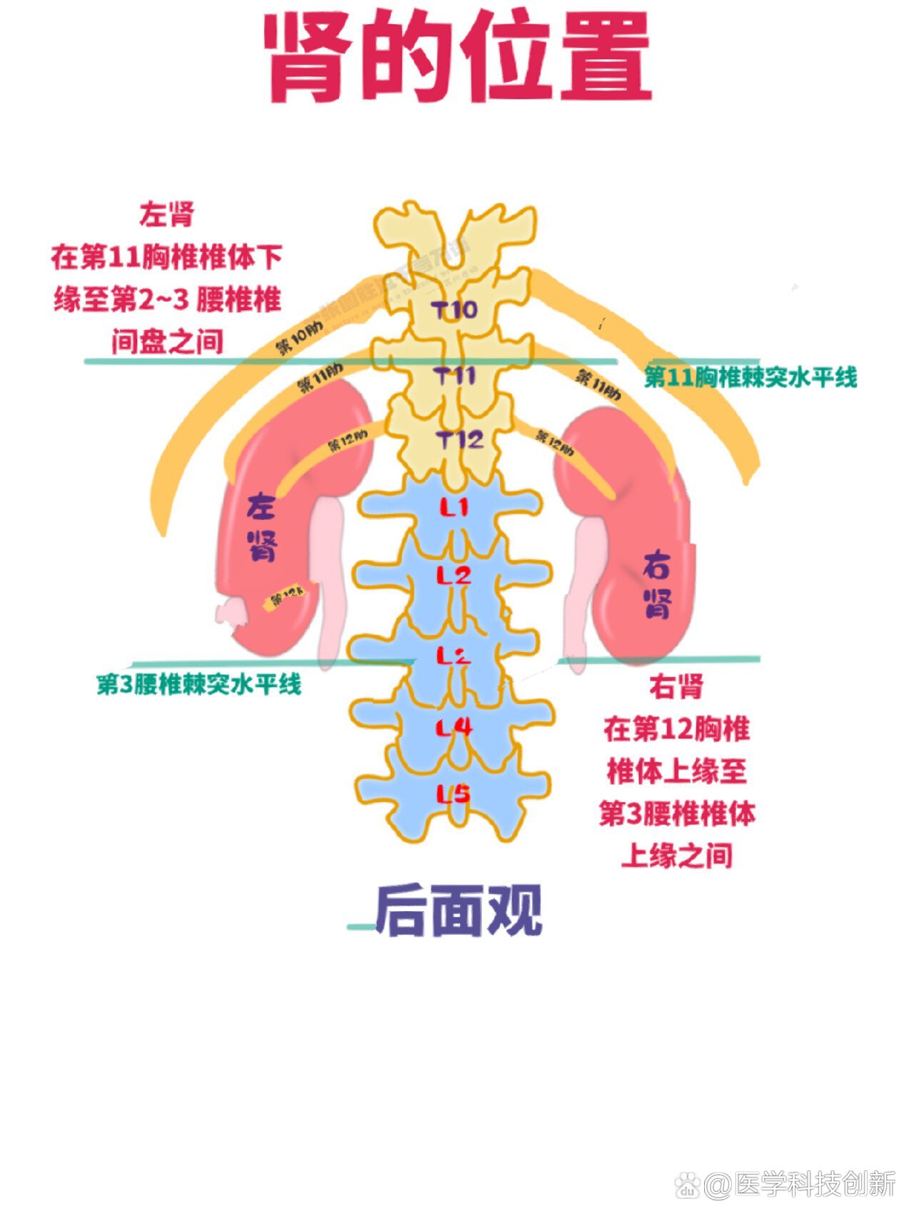 肾的位置