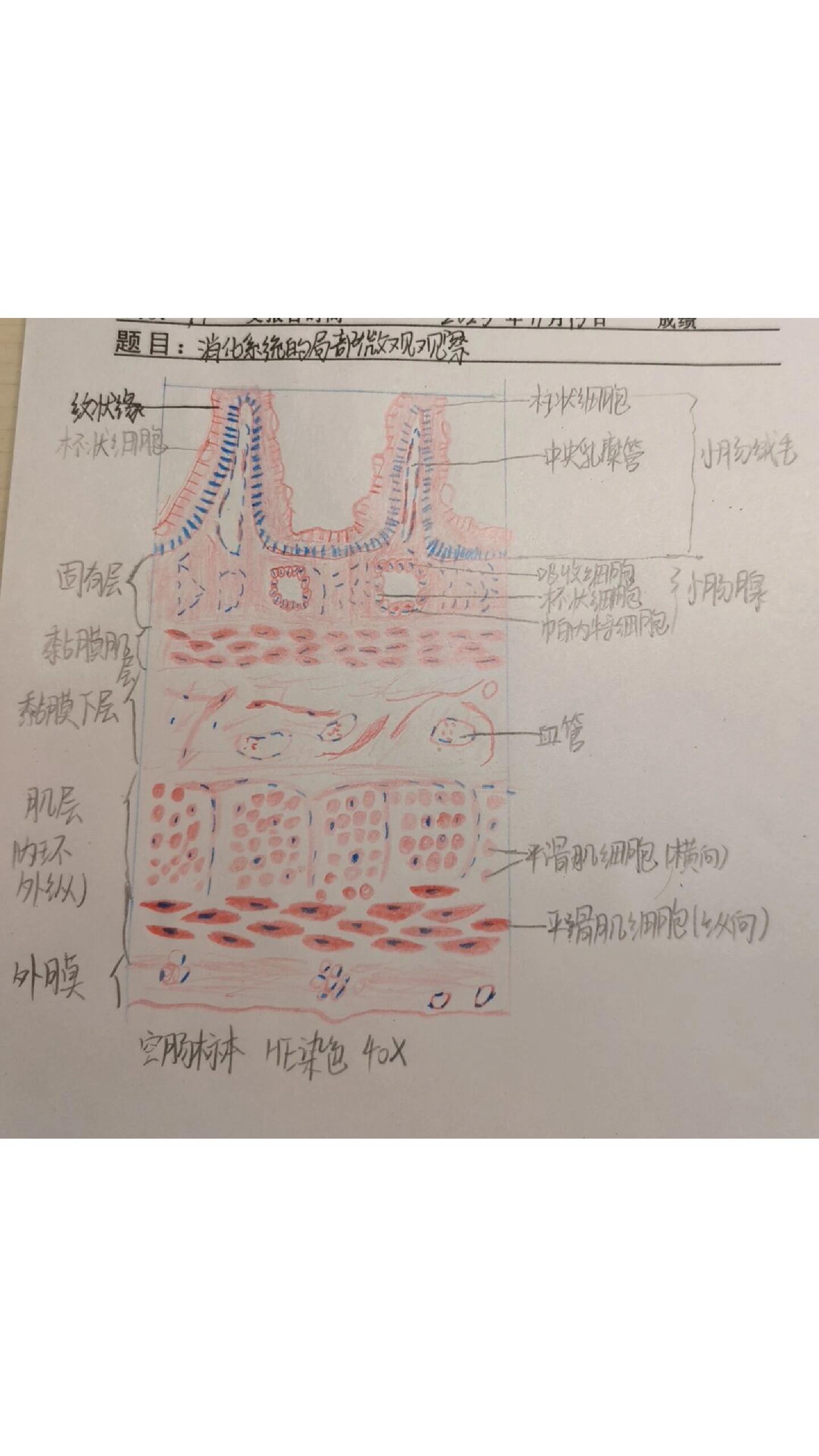 小肠壁结构图图片