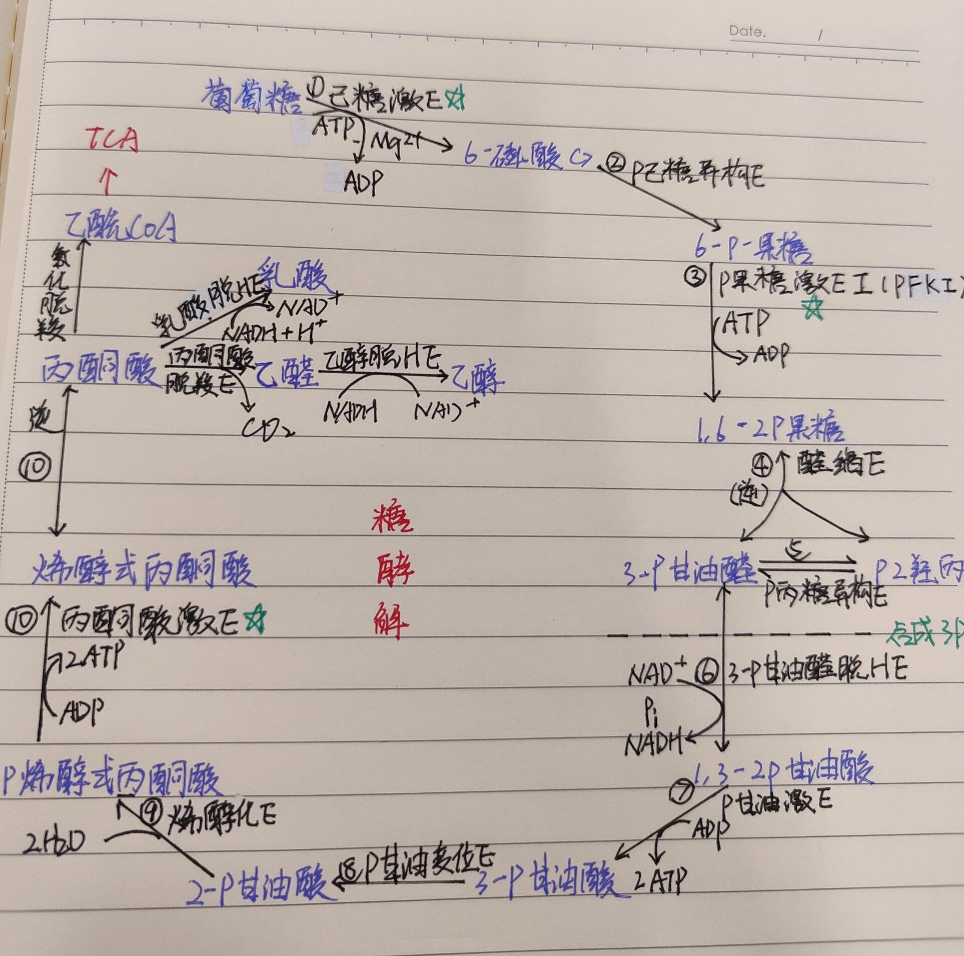 pcr技术循环三次示意图图片