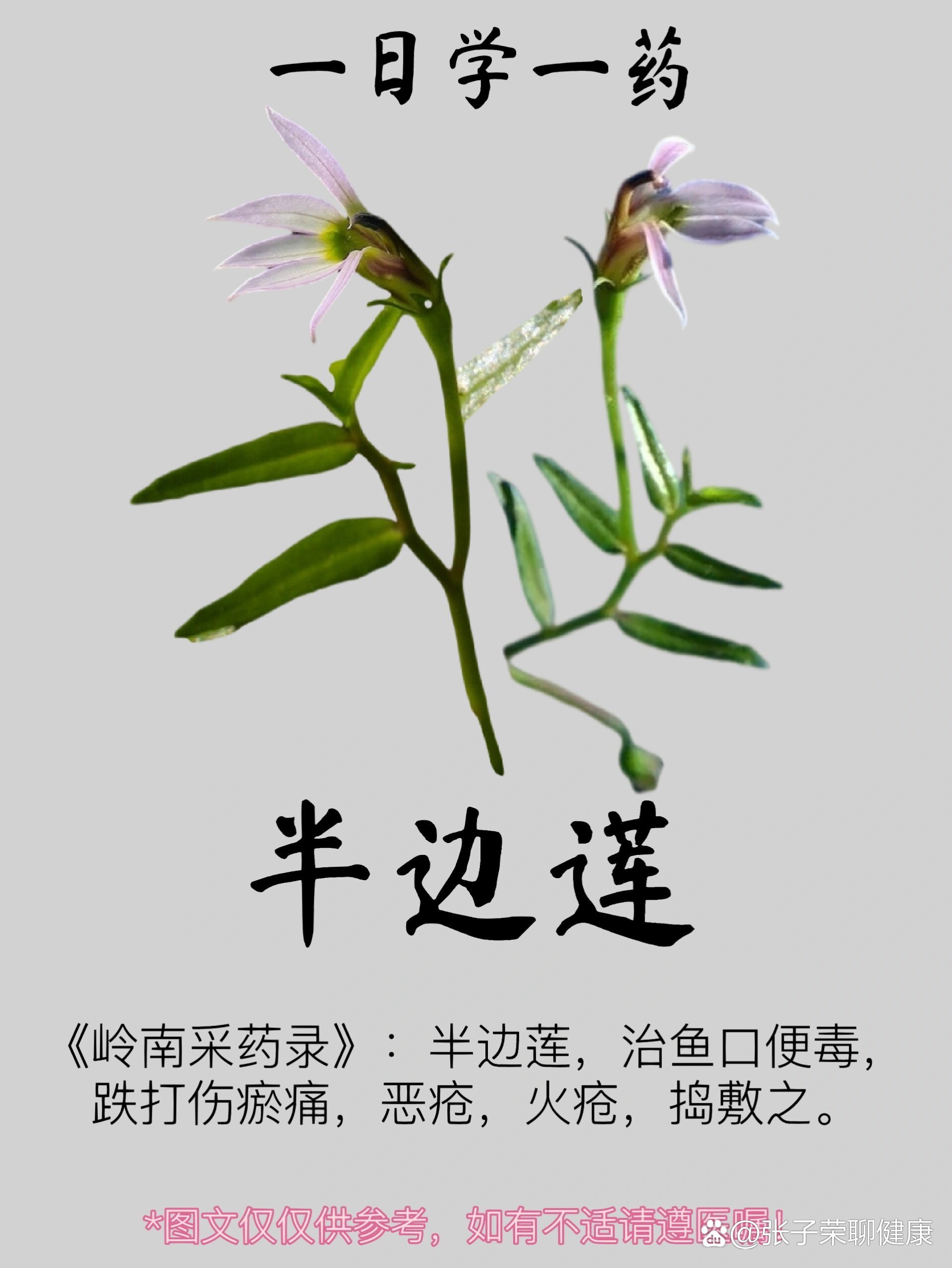 p>一日学一药|     半边莲 br>【别名】急解索,蛇利草,细米草,蛇舌草