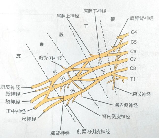 手臂神经分布图6条图片