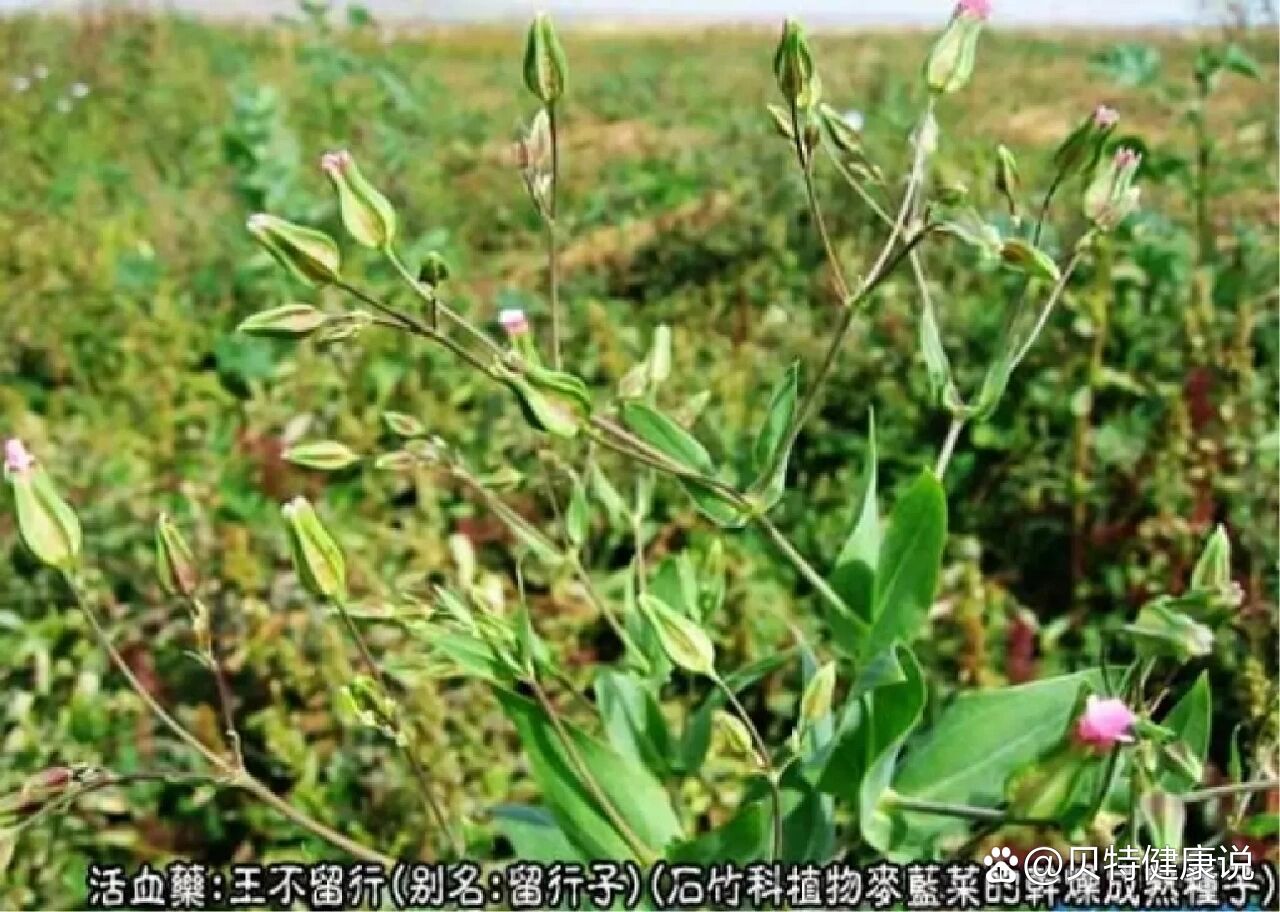 王不留行,三通草