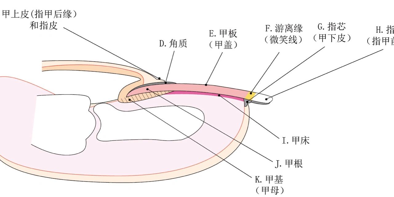 指甲结构图及分解图片