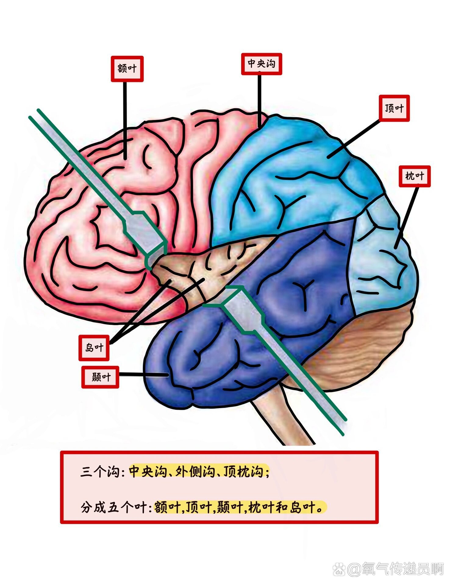 解剖学:端脑分叶