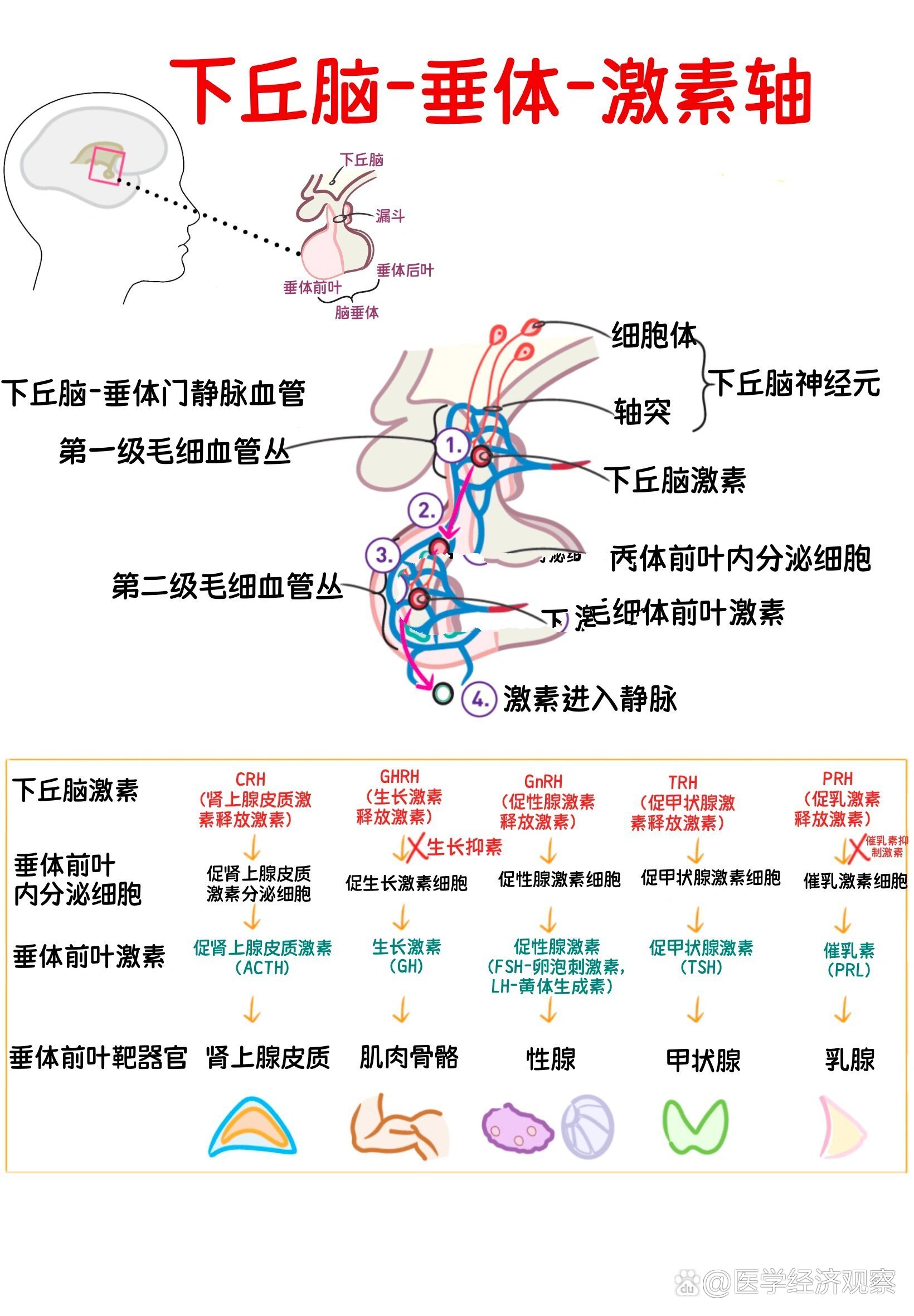 大脑脑垂体位置图片图片