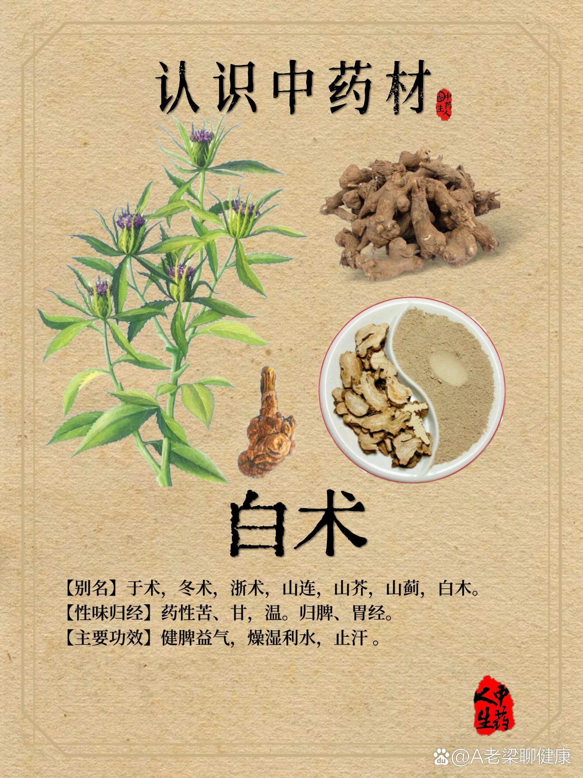 中药材—【白术】