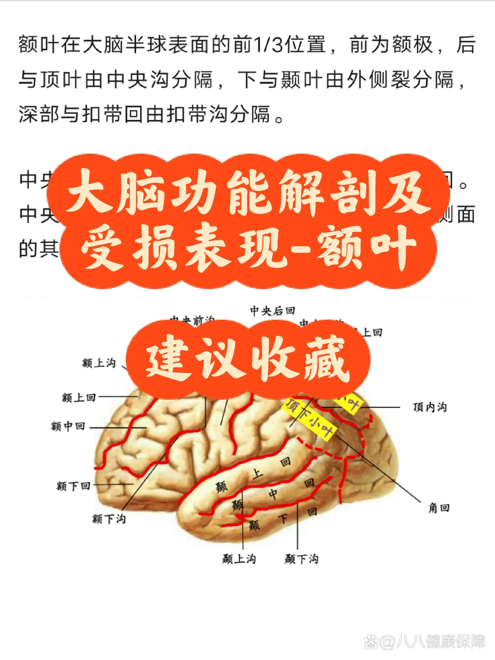 大脑功能解剖及受损表现