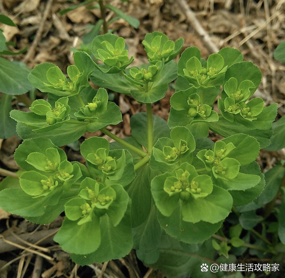 每天识一花之猫眼草