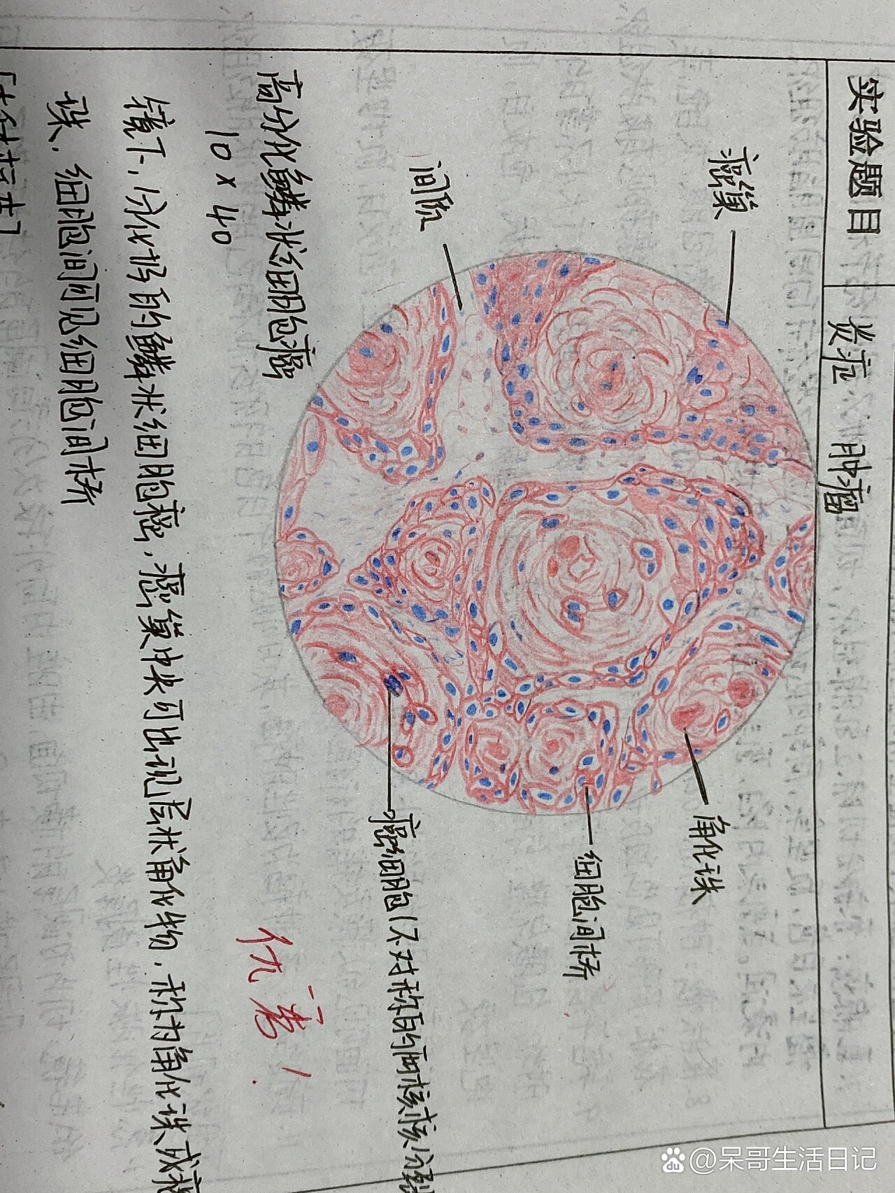 绒癌红蓝铅笔绘图图片