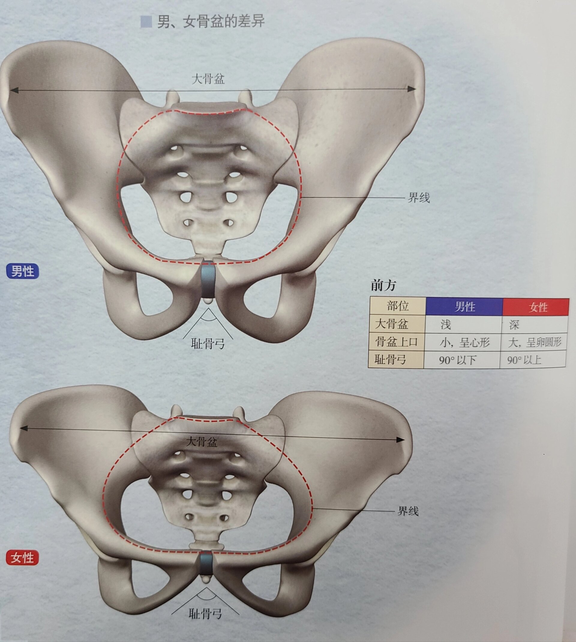 以适应男女身体构造和功能的不同