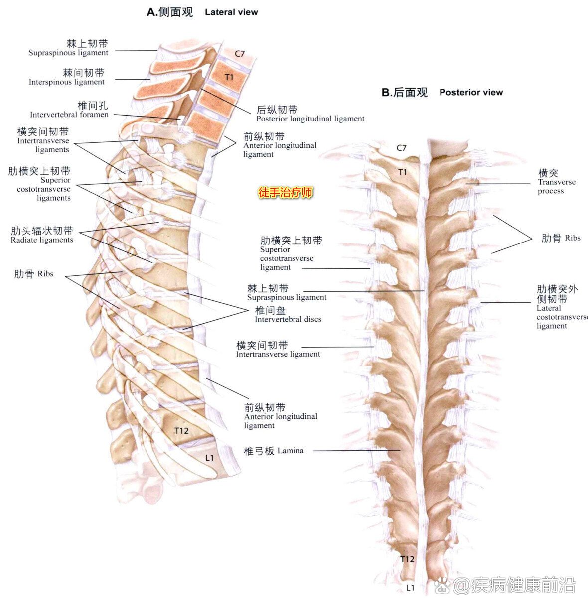 棘间韧带作用图片