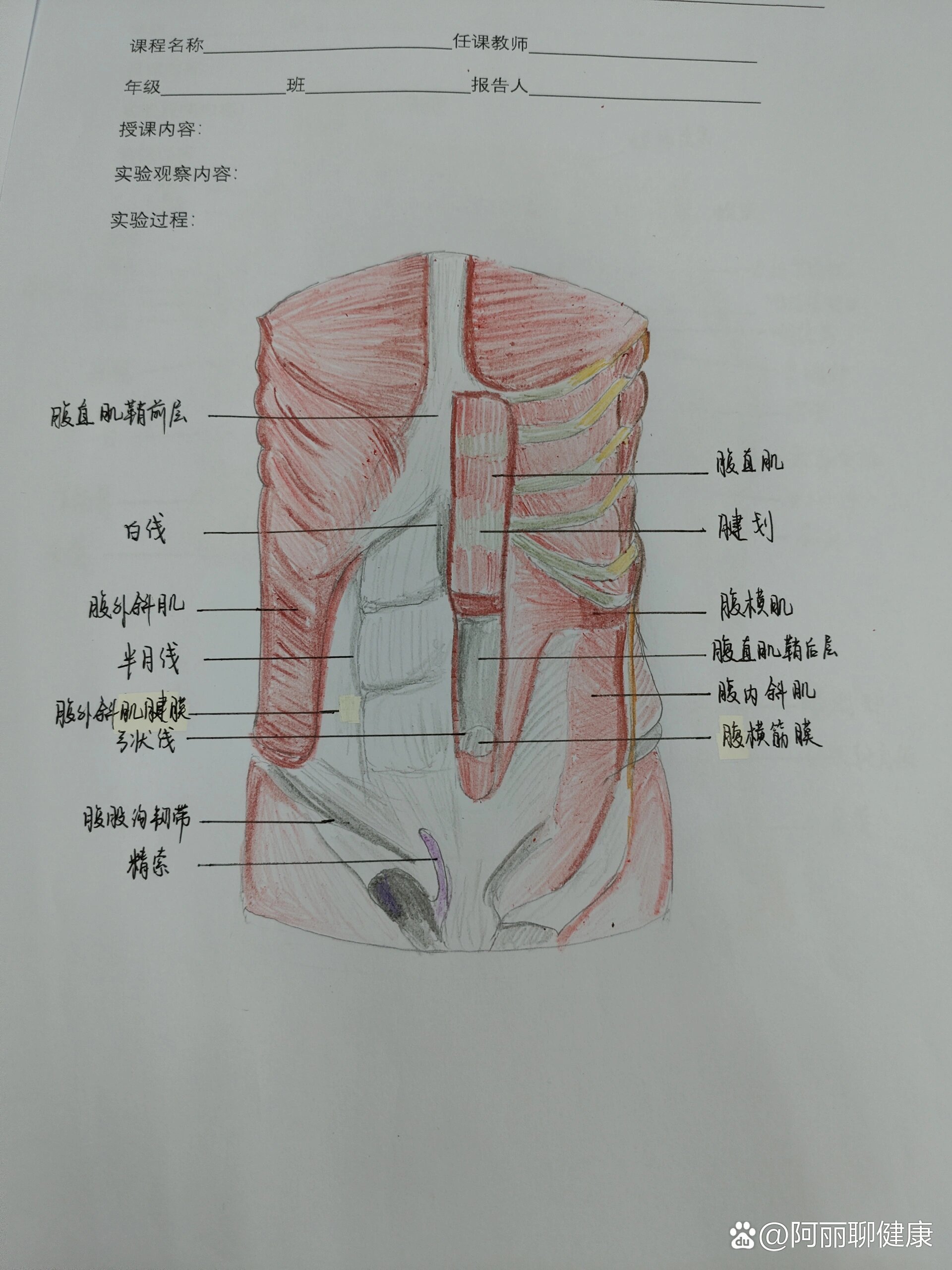 阑尾肌层图片