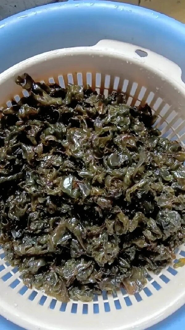 稀少的地衣菜,半数人应该没吃过!