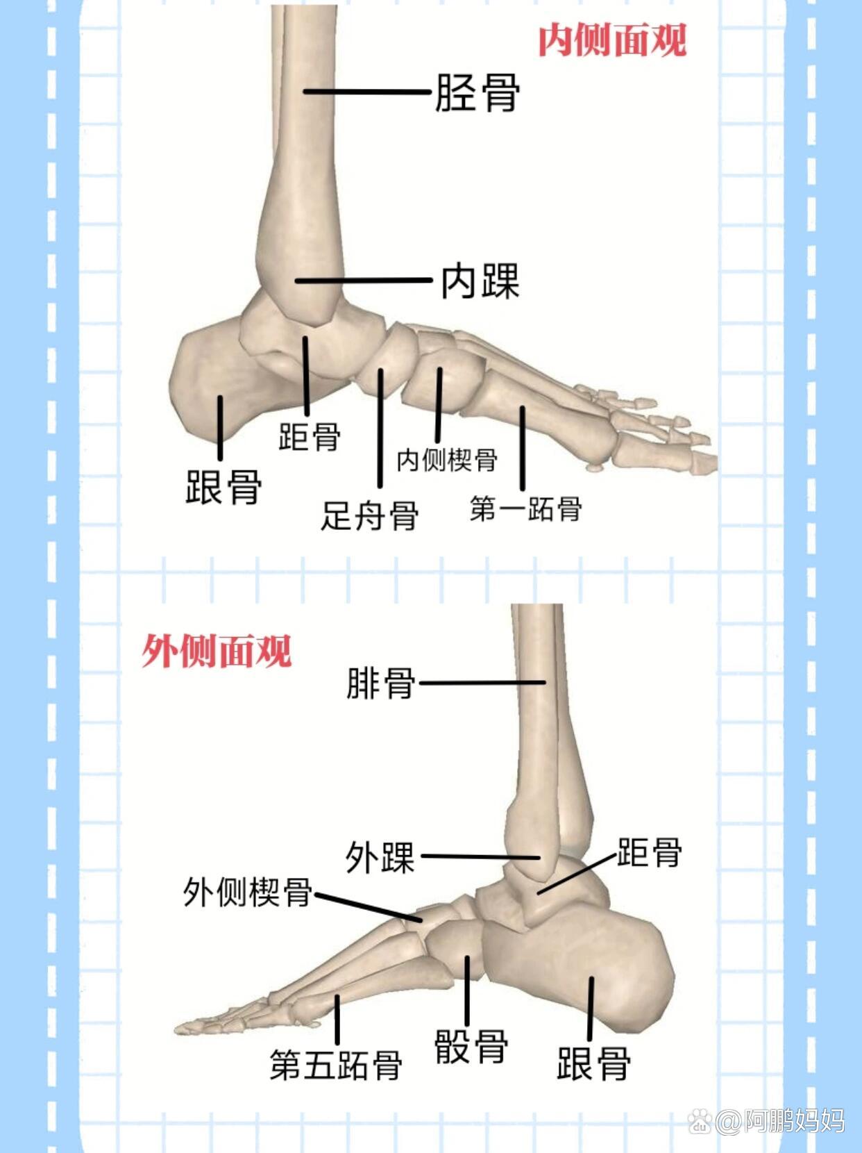 p 踝关节