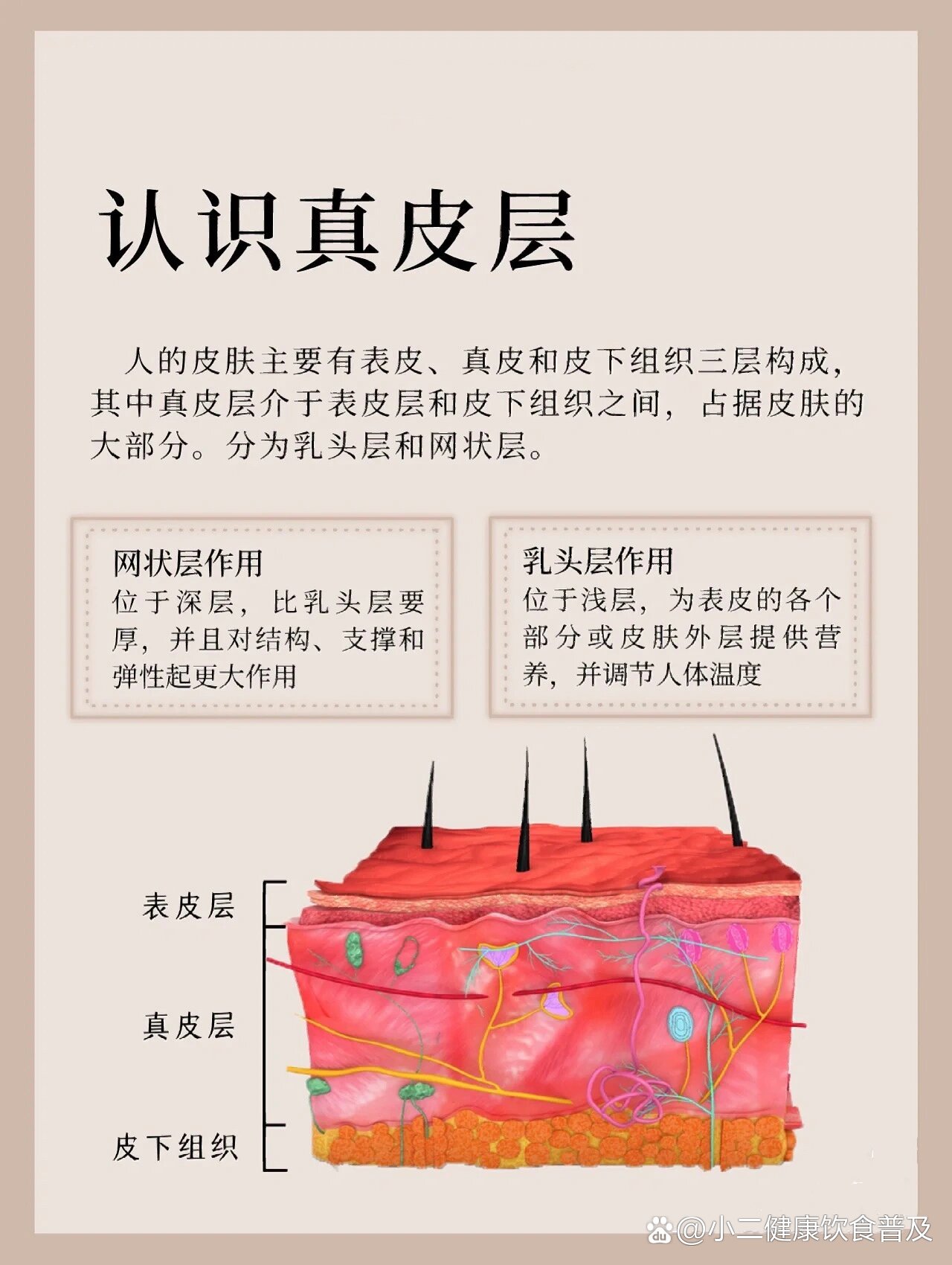 认识真皮层