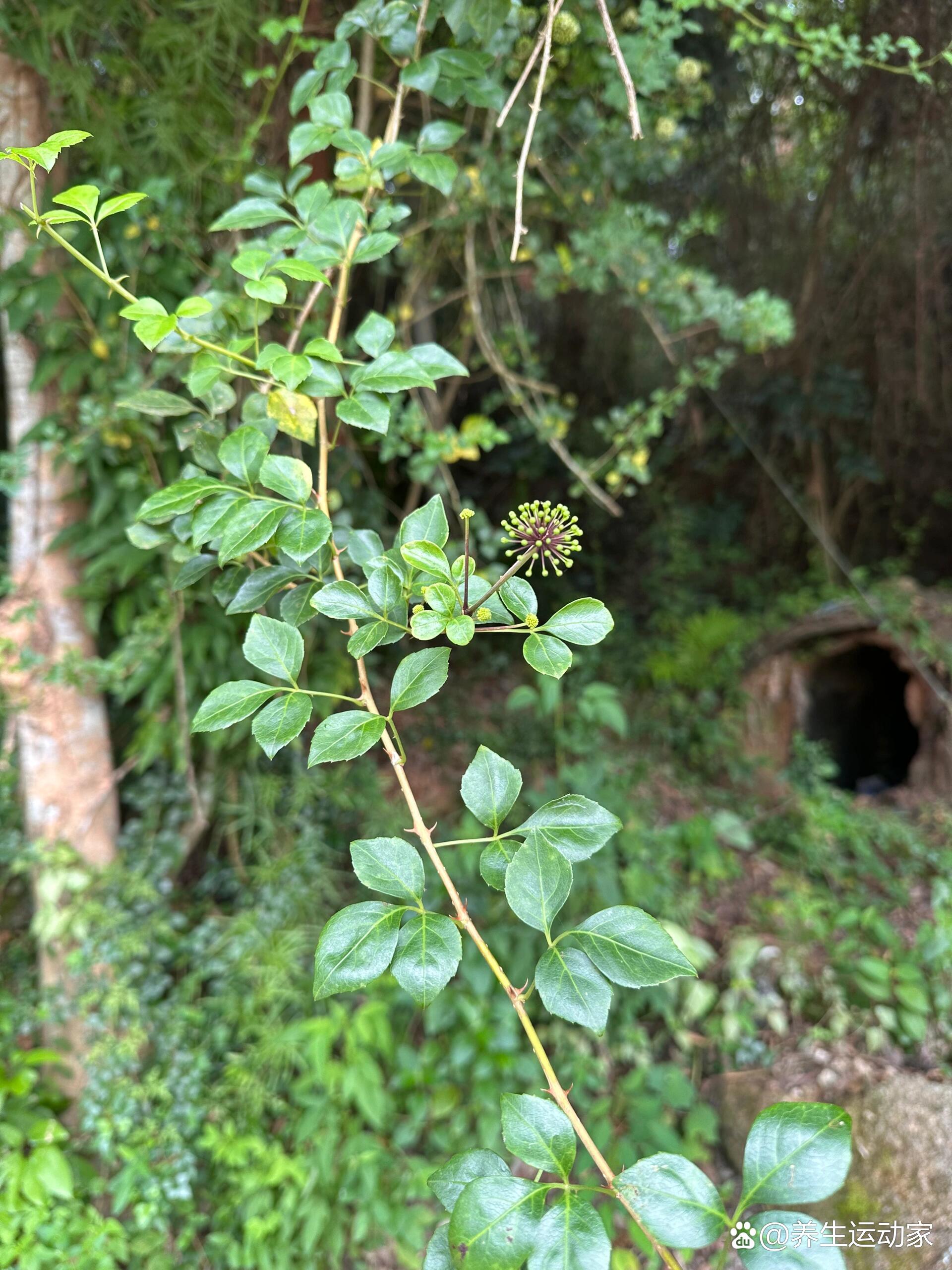 苦刺心的功效与作用图片