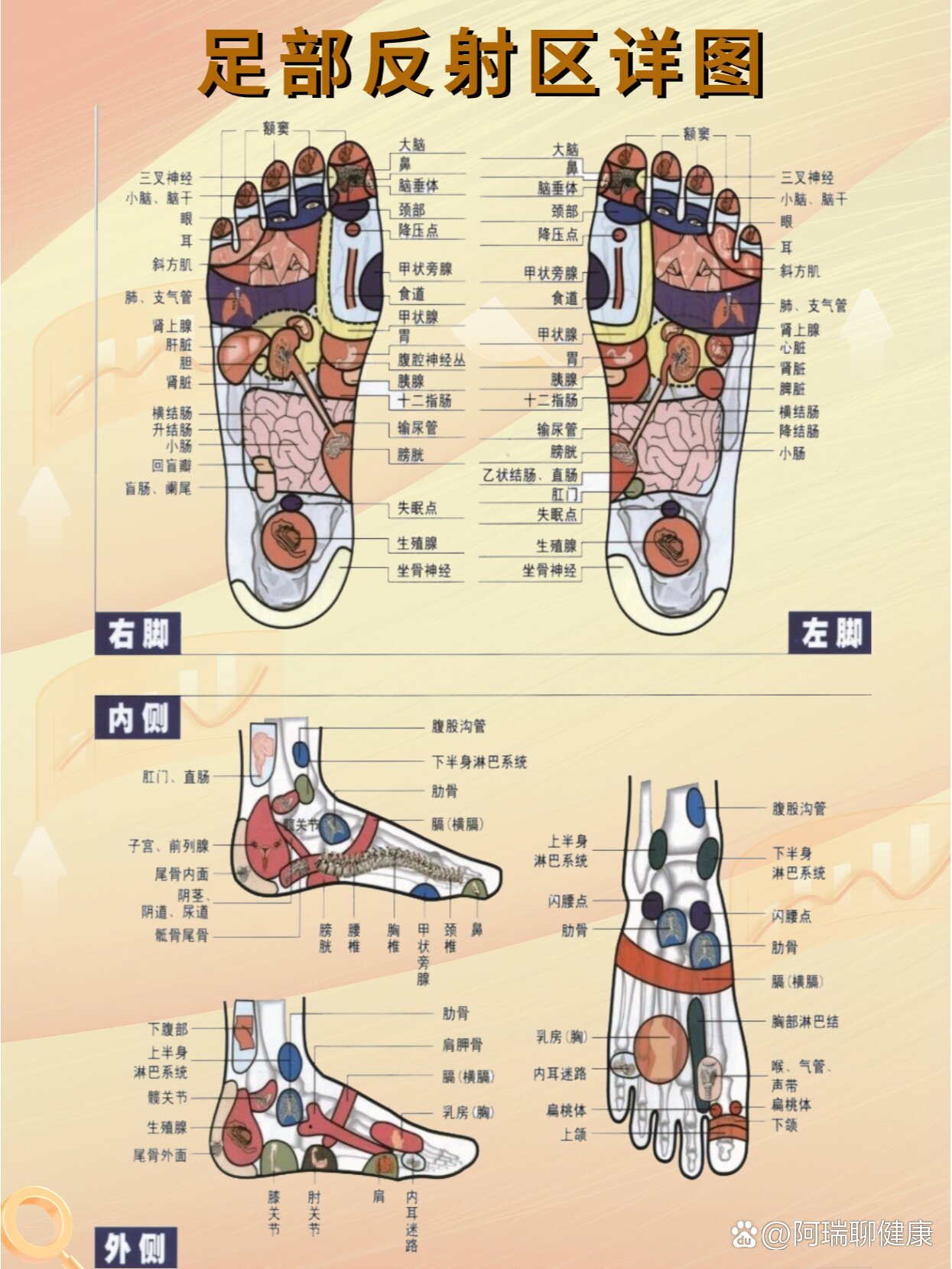 足部反射区高清图94快快收藏吧