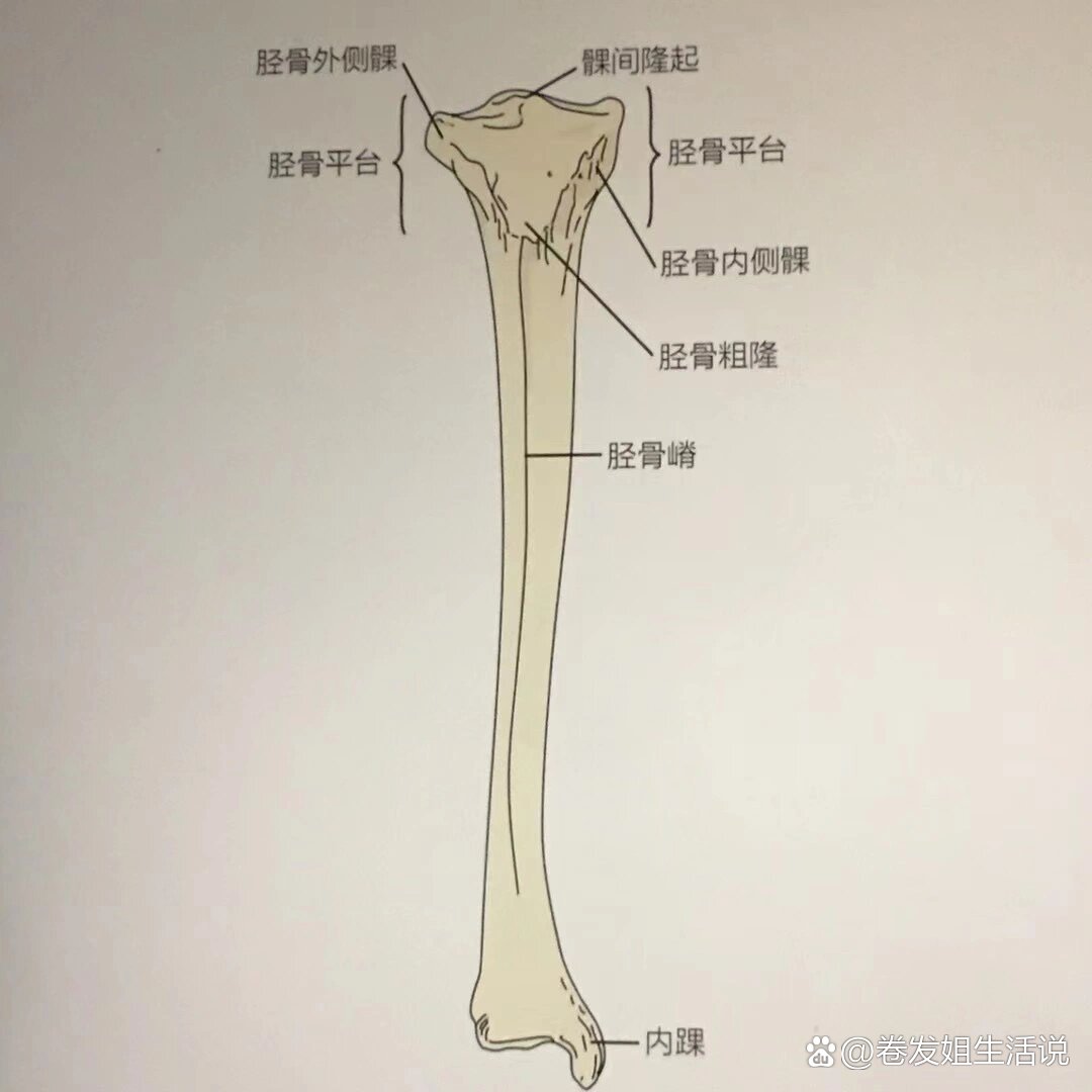 胫骨的重要骨性标志