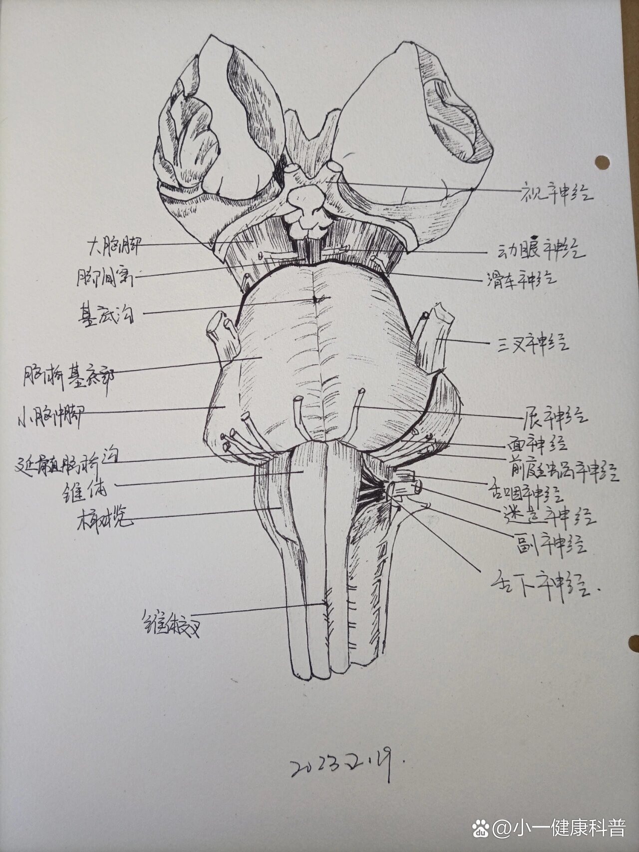 脑干腹侧面观图片