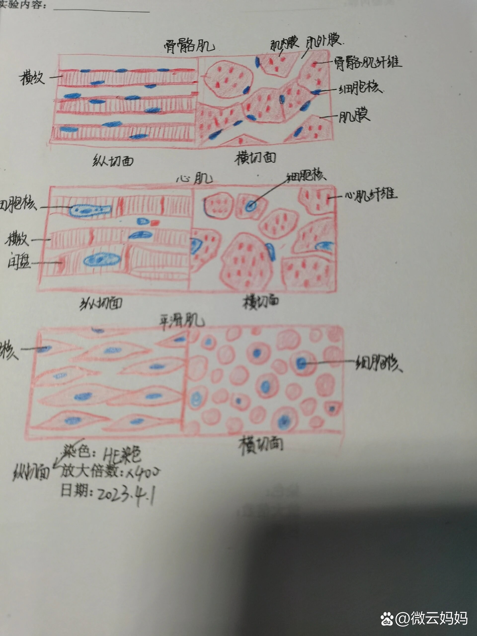 尼氏体红蓝铅笔手绘图图片