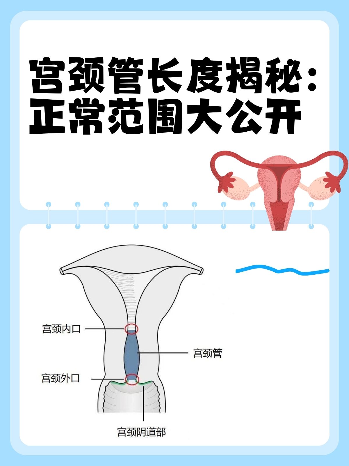 宫颈长度怎么检查图片