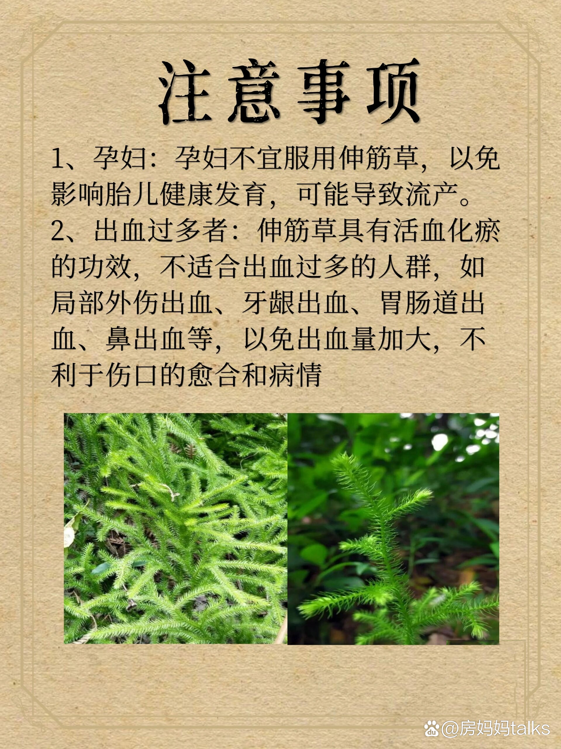 中药材—【伸筋草】