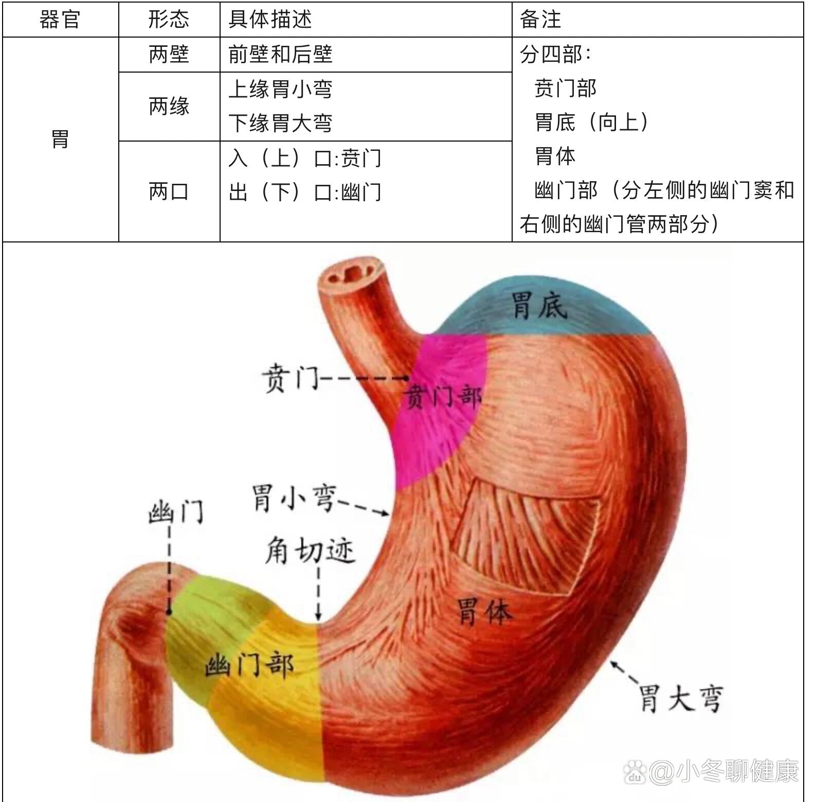 胃底胃体分区图片