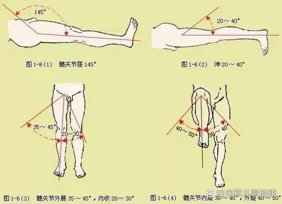 髋关节内收外展图解图片